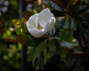 5th Annual Strittmatter Wealth Client Family BBQ, June 2025 - Strittmatter Wealth Management Group Events, Financial Planner Dallas Fort Worth Texas