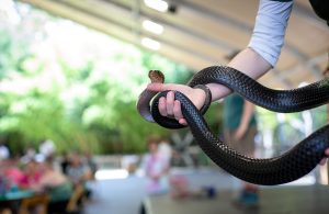 5th Annual Strittmatter Wealth Client Family BBQ, June 2025 - Strittmatter Wealth Management Group Events, Financial Planner Dallas Fort Worth Texas