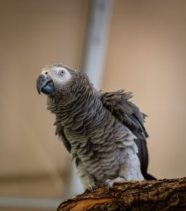 5th Annual Strittmatter Wealth Client Family BBQ, June 2025 - Strittmatter Wealth Management Group Events, Financial Planner Dallas Fort Worth Texas